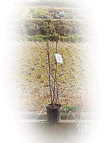 Amazon | 黒花ロウバイ 黒蝋梅花植木苗 地植え苗 1本接ぎ木苗花木苗 | 植木