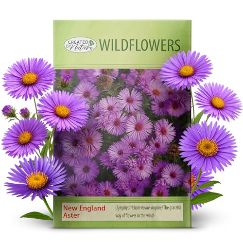 Created By Nature New England Aster Seeds Pink and Purple Perennial Flower Seeds Non-GMO Pollinator Friendly 2 500 Seeds Covers Up to 93 sq. ft. (Symphyotrichum novae-angliae)