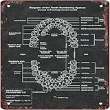 Diagram Of The Tooth Numbering System Metal Tin Sign Retro Style Artwork Infographic Analysis For Club Home Office Hospital Departments Guide Reference Chart Wall Decor Gift For Women Men 12x12 Inch