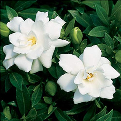 NurseryNature Gandhraj Gardenia Fragrant Flower Plant (B08LZSRZGB) Amazon Price History, Amazon Price Tracker