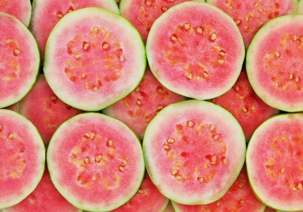 Image of Natura GreenHouse 1 Live Tiwan Pink Guava Amrud Plant hybrid all seasons Height 1.5-2 FT (Tiwan Pink)