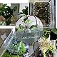 3 Zellen Aquarium Pflanzenhalter 2 Stück Pflanzenständer für Aquarien, Hängend Pflanztopf Aquarium für Fisch Tank Aquaponic Pflanzenkultur und Aquascape Dekorationen