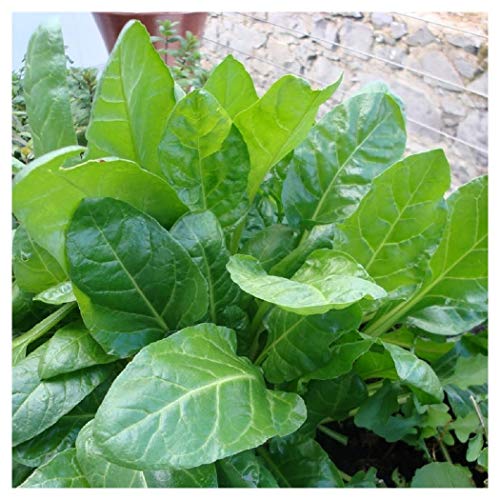 PREMIER SEEDS DIRECT - ORGANIC SPINACH PERPETUAL 6 GRAM ~ 300 SEEDS