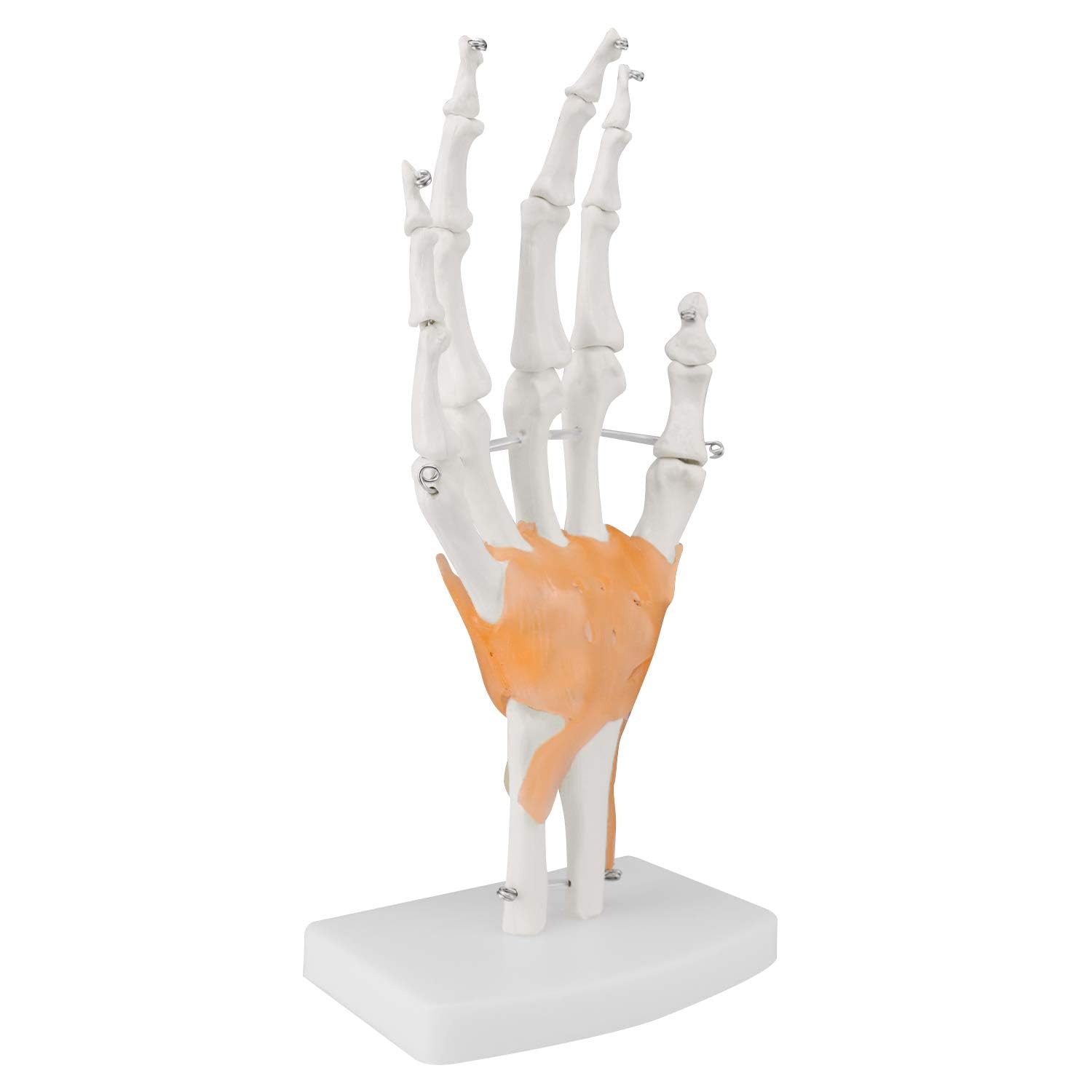 Modello di Anatomia Scheletia Umana Modello di Articolazione Umana 1: 1 Modello di Osso Manuale E Modello Anatomico Naturale Dell'articolazione del Gomito