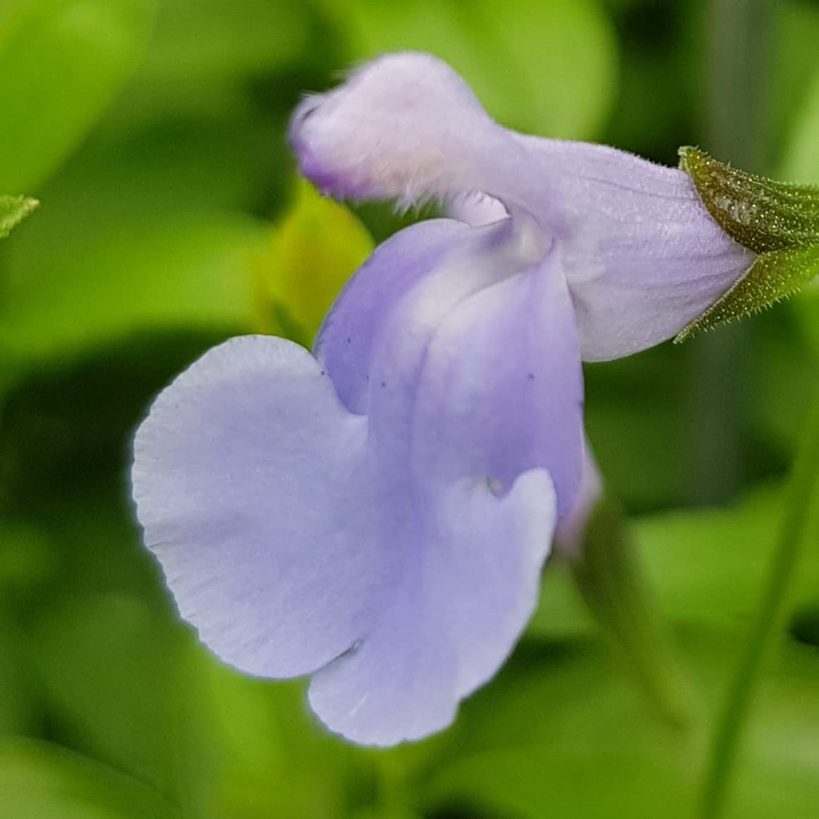 Salvia microphylla ‘Delice Aquamarine’- Salvia that is Ready to Plant Out- Comes Back Every Year (Hardy) - Flowers from Summer to Autumn- Loved by Bees (Middleton Nurseries) (P9(9cm Pot))