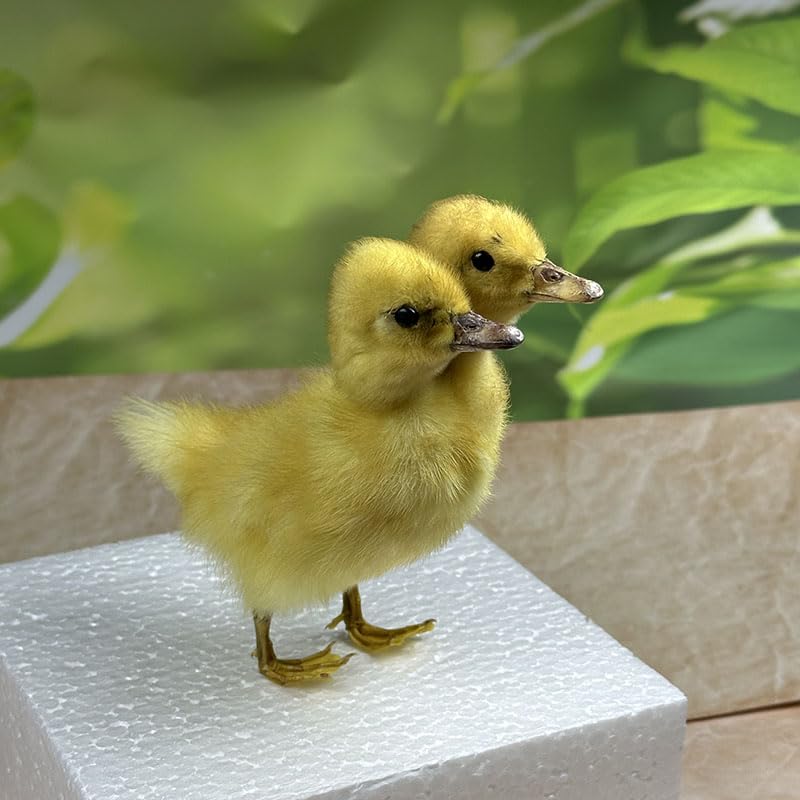 Animal specimens Filled with Real Eurasian Goose/Duck specimens Teaching/Decoration/Props Decoration (Yellow - Two-Headed Duckling)