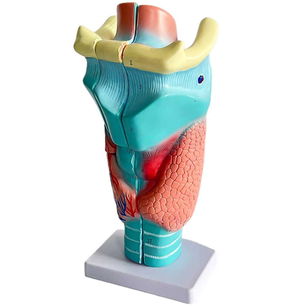 Modèle d'enseignement du larynx grossi 2 fois pour affichage clair