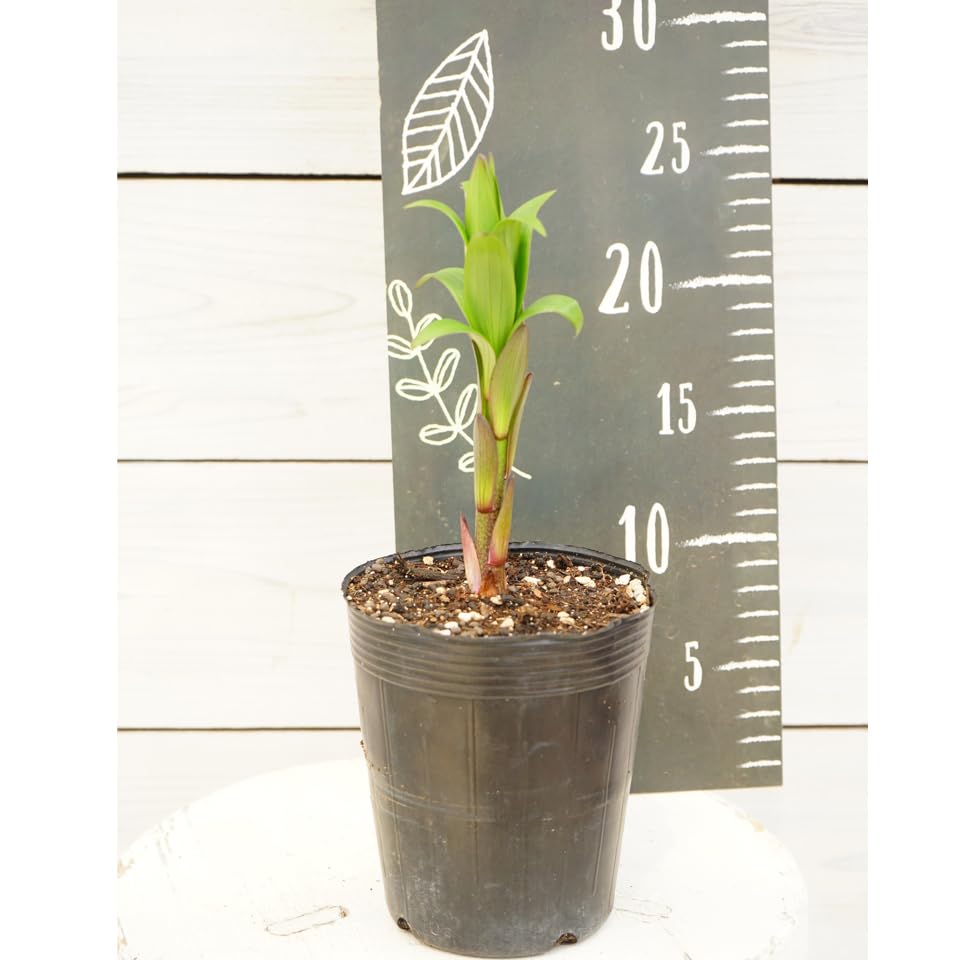 芽出しカサブランカ　球根　豪華です Amazon | はなみどり 芽出し球根 ユリ カサブランカ系 マニサ 1球植え