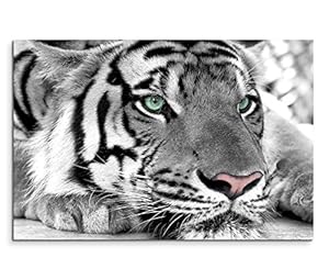 Sinus Art Leinwandbild Weißer Tiger 120x80cm