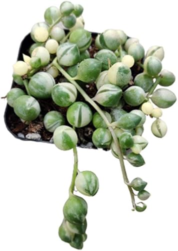 Miniatura 3 de Plantas suculentas vivas cadena de perlas abigarradas (maceta de 2 pulgadas)
