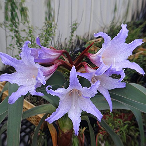 Seltene Lila Hippeastrum Rutilum Blume 23 Arten Farbe Amaryllis Samen  Pflanzensamen DIY Hausgarten 100 Partikel / lot : Amazon.de: Garten