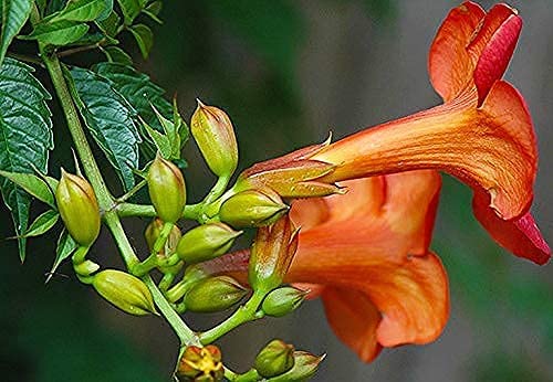 Bharat Herbs Care® Foliage Orange Trumpet Vine (Tecoma) Live Plant(1 live plant in poly bag) (B09HY54MWF) Amazon Price History, Amazon Price Tracker