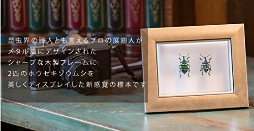 ゾウムシ 標本 m11462118325_1.jpg?1714822091