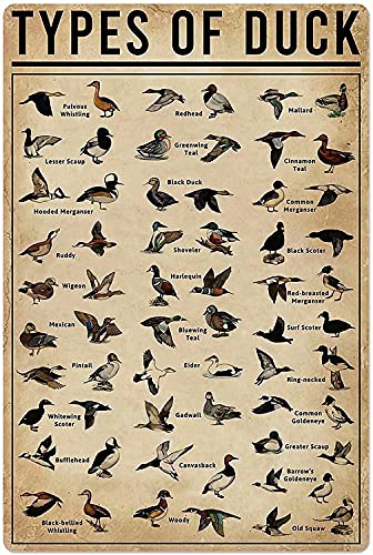 Image of FSDFS Duck Knowledge Metal Poster Type Of Duck Metal Tin Sign School Club Hunting Lodge Cafe Bedroom Bathroom Kitchen Home Art Wall Decoration Plaque,12Inchx16 Inch
