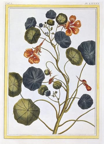 De Célèbres Tableaux Affiche de Arts Artistique la Capucine Toile