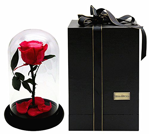 Yacn Rose immortelle de la Belle et la bête dans son écrin en verre Cadeau idéal pour Noël, la fête des mères ou un anniversaire de mariage