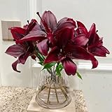 12 piezas bulbos de lirios - pequeño para mujeres, planta de balcón de decoración floral, plantas de jardín resistentes y perennes, bulbos que florecen en primavera Los bulbos