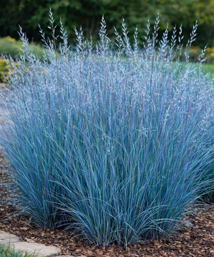 3 Little Bluestem Grass Live Plant Plug– Native Ornamental Grass – Blue-Green Foliage with Red Fall...
