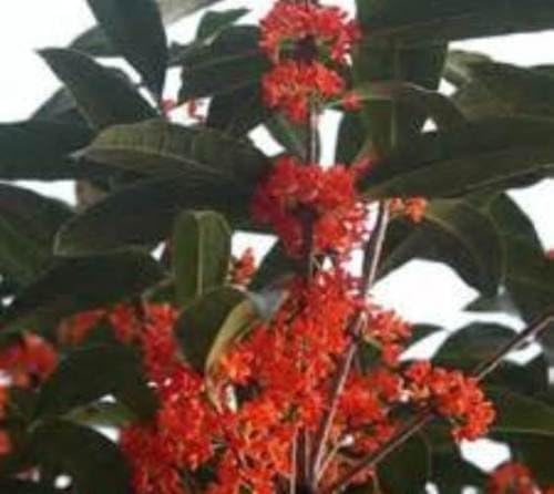 Red Flowering Fragrant Tea Olive (osmanthus) - Live Plant - 4 Inch Pot
