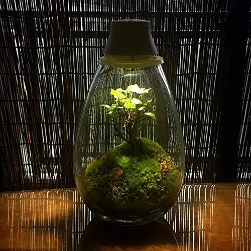 Amazon.co.jp : Mosslight-モスライト LED照明付苔テラリウム 日本製