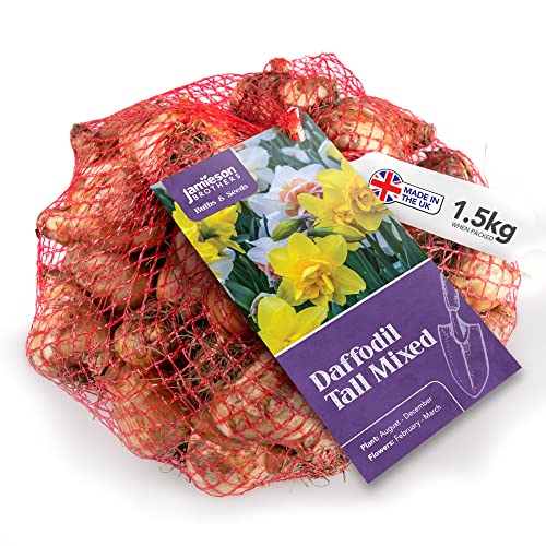 Mixed Daffodil Bulbs 1.5kg of Large Bulbs of Mixed Daffodils (35 bulbs approx.) Plant now in Gardens Borders & Flowerbeds Flower Bulbs by Jamieson Brothers
