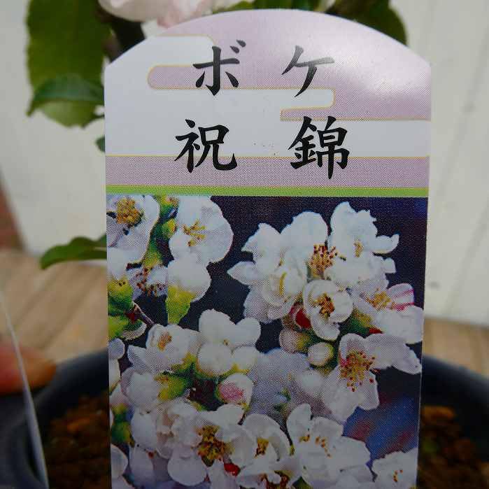 Amazon.co.jp: ボケ 祝錦 4号鉢 盆栽素材 木瓜 春の花 251203 : ホーム