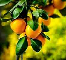satsuma Amazon.com : Satsuma Mandarin Fruit Tree Plant, 2 to 3 Ft