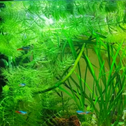 Mainam 2 Different Elodea Densa Hornwort Tropical Freshwater Live Aquarium Plant Decorations 3 Days Buy2Get1Free thumb #4