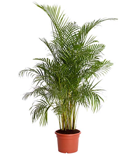 Dehner Palmera de frutas doradas, follaje emplumado, aprox. 220-230 cm, diámetro de la maceta de 38 cm, palma de interior