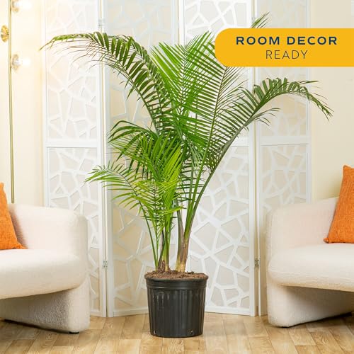 Image of Costa Farms Live Majesty Palm Tree Indoor Plant, Real 5 to 6 Feet Tall Houseplant in 12 Inch Grow Pot, Tropical Home Decor Aesthetic, Natural Air Purifying Large Floor Plants for Living Room Office