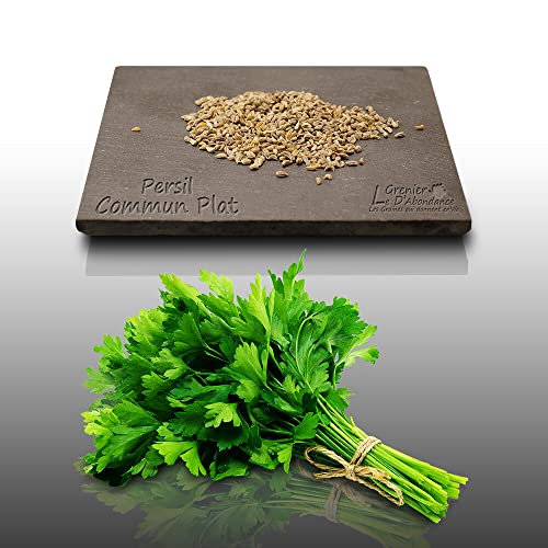 500 graines d'Aromatiques - PERSIL COMMUN PLAT - Petroselinum crispum