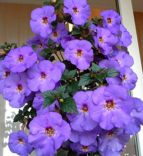 See full amazon price history chart for Radha Krishna Agriculture Achimenes Blue Flower bulbs for a Gardening (pack of 5 Flower Bulbs) Radha Krishna Agriculture Achimenes Blue Flower bulbs for a Gardening (pack of 5 Flower Bulbs) (B08PPQ3J4N) Amazon Price History, Amazon Price Tracker