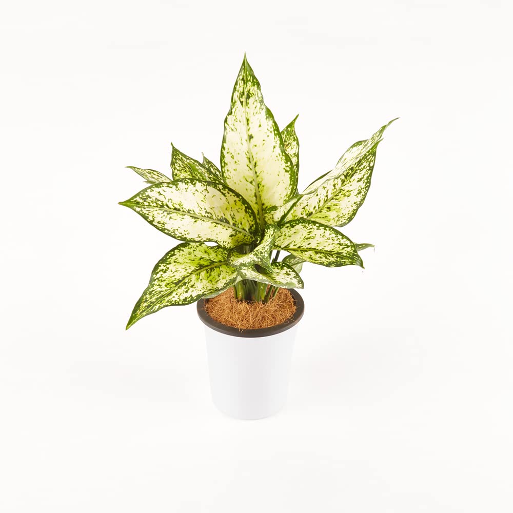 Ratanshi Agro-Hortitech Aglaonema Snow White Indoor Plant w/Self Watering Pot