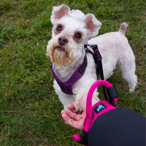 Image of Gooby Neoprene Wristband Sport Leash, Lime, 6 FT | Hands-free wristband; Neoprene padded cushion; 6 ft; Adjustable hook-and-loop fastener; All-weather
