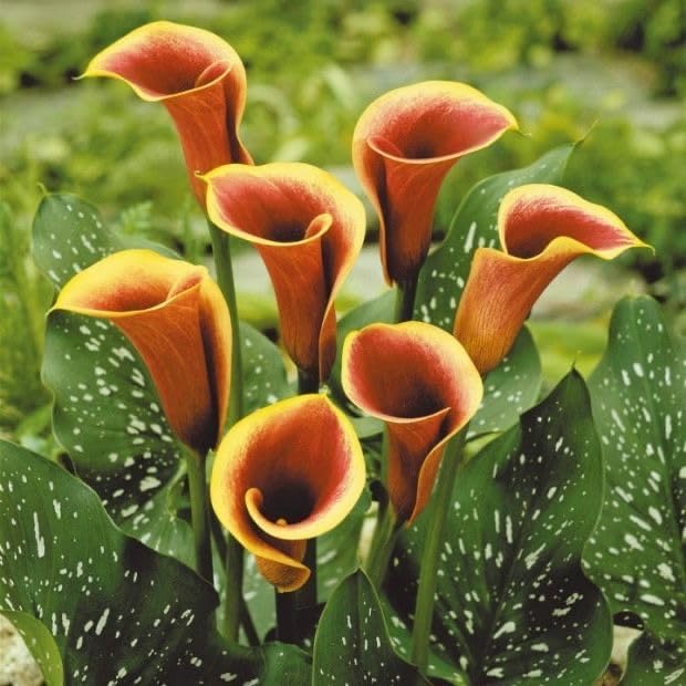 Radha Krishna Agriculture® Calla lily Imported Flower Bulbs for Home and Gardening Pack of 2 Bulbs