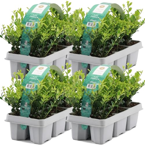 GardenersDream 24X Ilex Crenata 'Jenny' – Plantes de Haie Persistantes, Robustes et Faciles d’Entretien – Arbustes pour Bordures et Topiaires Toute...