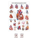 Sport-Tec Das Herz Mini-Poster Anatomie 34x24 cm medizinische Lehrmittel