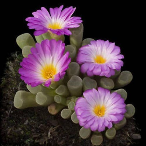 Frithia Pulchra, Sold By EXOTIC CACTUS Living Stone Cactus Cacti Exotic Rare Succulents Seed 30 Seeds Package