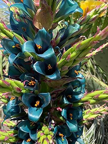 80pcs Puya Alpestris Sapphire Tower Bromeliad Plant Seeds 80