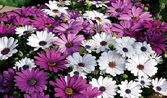 Brachyscome Mixed Flower Seeds (Pack of 100 Seeds) (B07F8C78KP) Amazon Price History, Amazon Price Tracker