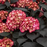 First Editions® Eclipse® Bigleaf Hydrangea - Live Plant - Full Gallon Pot