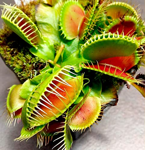 500+ Venus Flytrap Plant Seeds - Venus Fly Trap Seeds for Planting Indoor - Dionaea 'Dentate Traps'