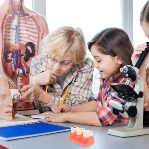 Modèle de dent éducatif résine rose apprentissage soins dentaires - 6