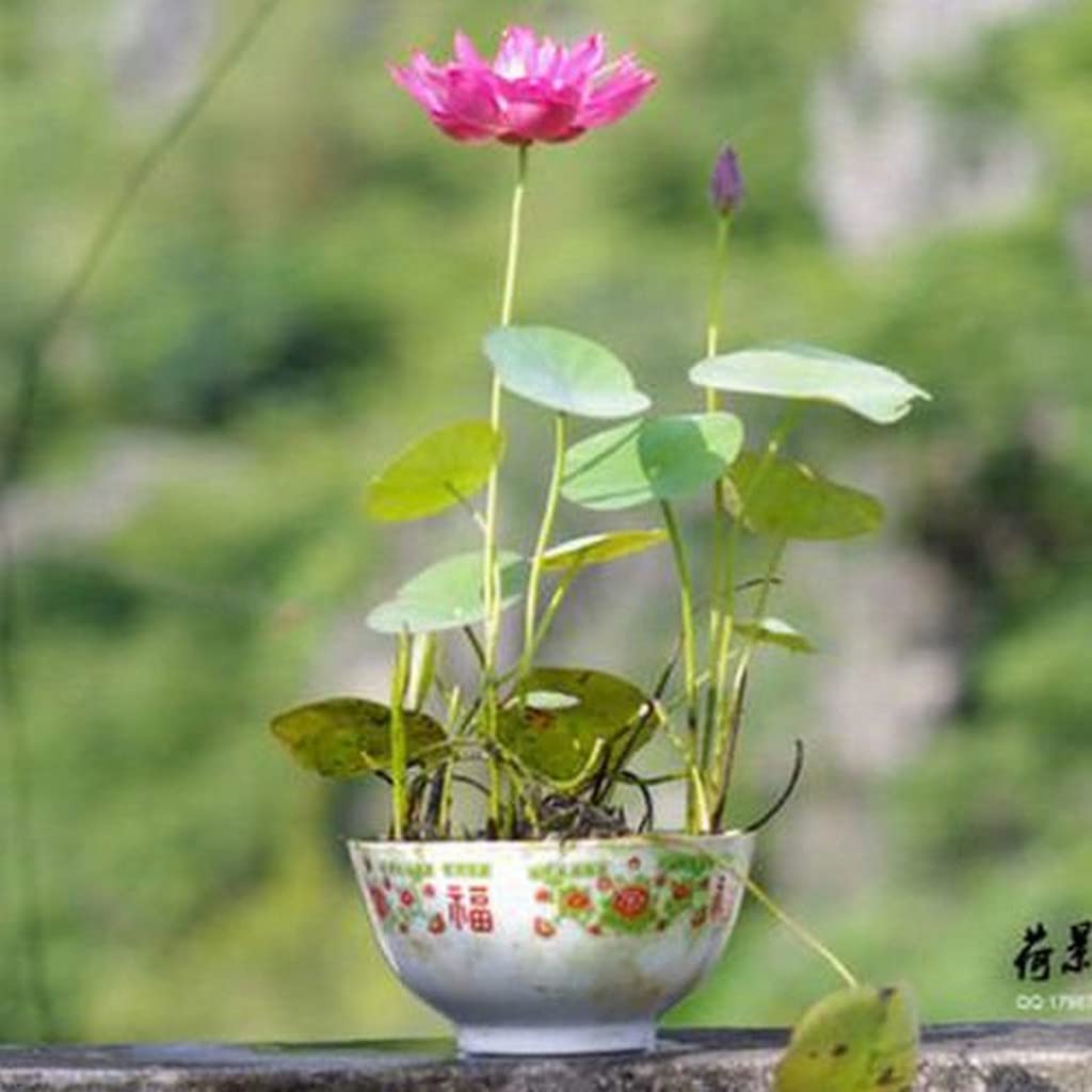 Ohhsome Exotic Lotus Bowl Plant Live Aquatic (Healthy Plant) (B09HN55G1G) Amazon Price History, Amazon Price Tracker