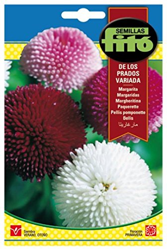 Fitó Semillas Margarita de los Prados