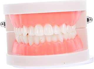 VILLFUL Productos Bucales Implantes Modelo De Para Niños Y Niñas Estudio Enseñanza Modelo Estándar Tipodontos