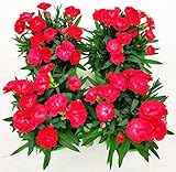 POWERS TO FLOWERS