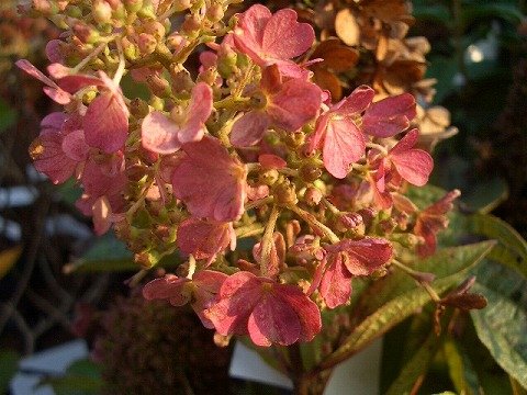 Amazon.co.jp: 紫陽花 【ピンキーウィンキー】 ピラミッドアジサイ
