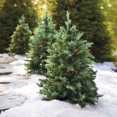 Amazon Com Set Of Two 3 Hyde Park Pathway Outdoor Christmas Trees Transparent Frontgate Christmas Decor Home Kitchen