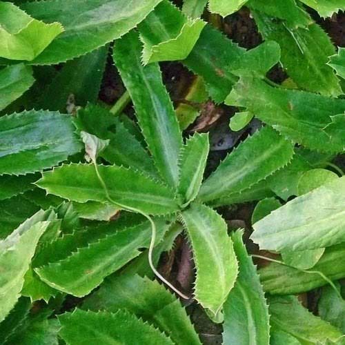 long coriander three month old plant (B084FSZVFH) Amazon Price History, Amazon Price Tracker